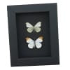 Anthocharis midea Butterfly Collection Falcate Orangetip Framed Taxidermy Moonlight Display