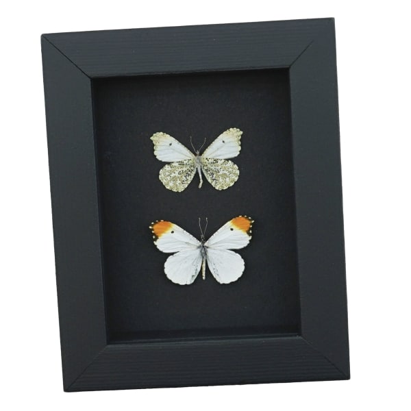 Anthocharis midea Butterfly Collection Falcate Orangetip Framed Taxidermy Moonlight Display