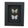 Anthocharis midea Butterfly Collection Falcate Orangetip Framed Taxidermy Moonlight Display