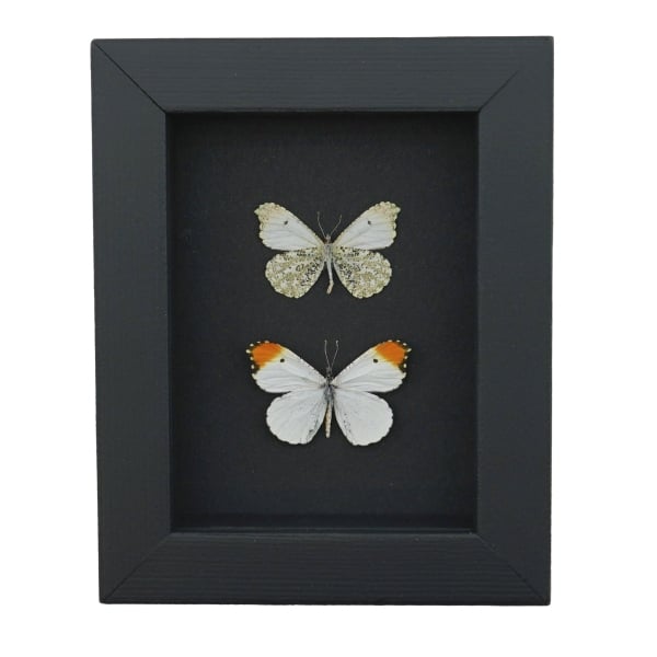 Anthocharis midea Butterfly Collection Falcate Orangetip Framed Taxidermy Moonlight Display