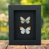 Anthocharis midea Butterfly Collection Falcate Orangetip Framed Taxidermy Moonlight Display