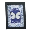 Ascia bruniae Butterfly Great Southern White Blue White French Framed Taxidermy Display