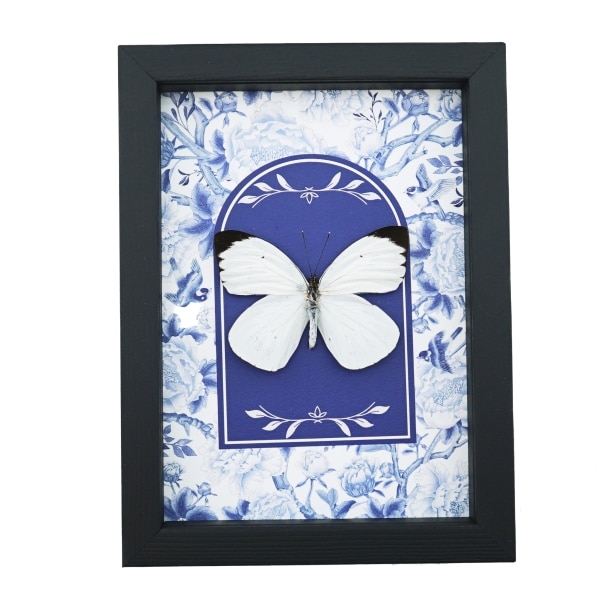 Ascia bruniae Butterfly Great Southern White Blue White French Framed Taxidermy Display
