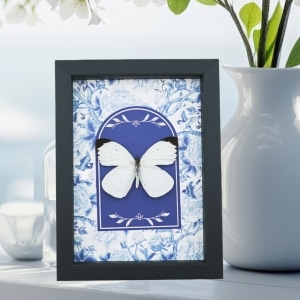 Ascia bruniae Butterfly Great Southern White Blue White French Framed Taxidermy Display