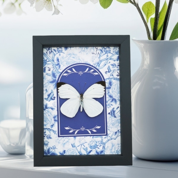 Ascia bruniae Butterfly Great Southern White Blue White French Framed Taxidermy Display