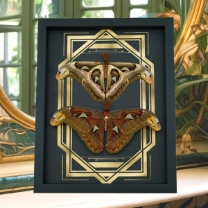 Real Atlas Moth Pair Art Deco Border Attacus Atlas Moth Set Framed Taxidermy Display