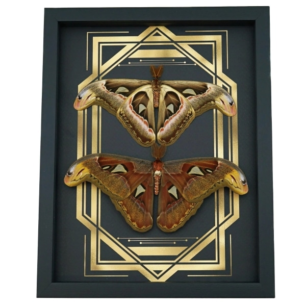 Real Atlas Moth Pair Art Deco Border Attacus Atlas Moth Set Framed Taxidermy Display