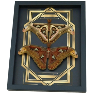 Real Atlas Moth Pair Art Deco Border Attacus Atlas Moth Set Framed Taxidermy Display