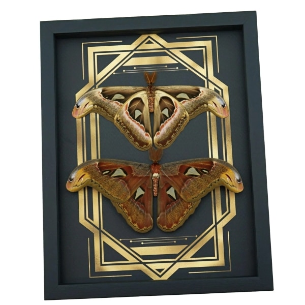Real Atlas Moth Pair Art Deco Border Attacus Atlas Moth Set Framed Taxidermy Display