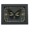 Battus crassus Butterfly Art Deco Real Framed Taxidermy Display