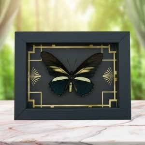 Battus crassus Butterfly Art Deco Real Framed Taxidermy Display