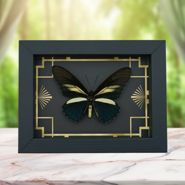 Battus crassus Butterfly Art Deco Real Framed Taxidermy Display