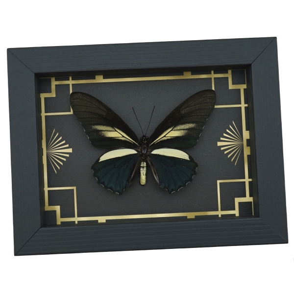Battus crassus Butterfly Art Deco Real Framed Taxidermy Display