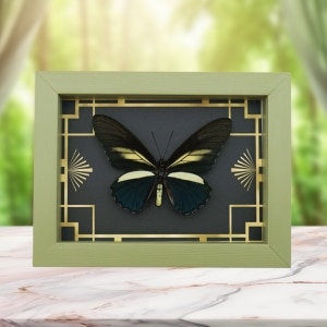 Battus crassus Butterfly Art Deco Real Framed Taxidermy Sage Green Display