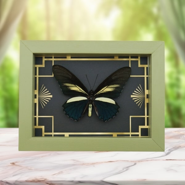 Battus crassus Butterfly Art Deco Real Framed Taxidermy Sage Green Display