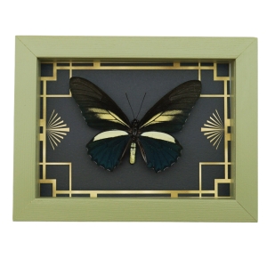 Battus crassus Butterfly Art Deco Real Framed Taxidermy Sage Green Display