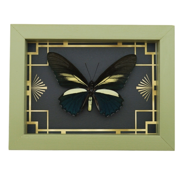 Battus crassus Butterfly Art Deco Real Framed Taxidermy Sage Green Display