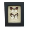 Colotis zoe Pair Butterflies Framed Madagascar Forest Butterfly Taxidermy Display