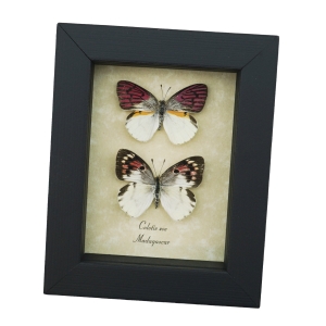 Colotis zoe Pair Butterflies Framed Madagascar Forest Butterfly Taxidermy Display