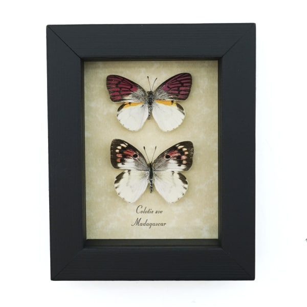Colotis zoe Pair Butterflies Framed Madagascar Forest Butterfly Taxidermy Display