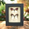Colotis zoe Pair Butterflies Framed Madagascar Forest Butterfly Taxidermy Display