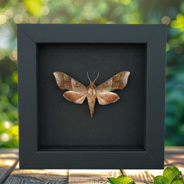 Darapsa choerilus Azalea Sphinx Moth Framed Taxidermy Moonlight Display