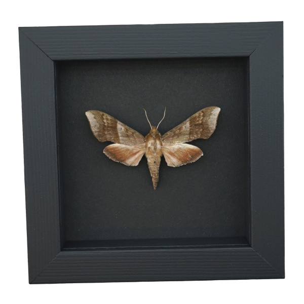 Darapsa choerilus Azalea Sphinx Moth Framed Taxidermy Moonlight Display