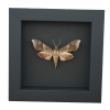 Darapsa choerilus Azalea Sphinx Moth Framed Taxidermy Moonlight Display