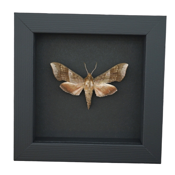 Darapsa choerilus Azalea Sphinx Moth Framed Taxidermy Moonlight Display