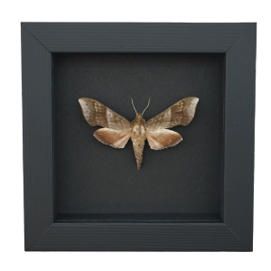 Darapsa choerilus Azalea Sphinx Moth Framed Taxidermy Moonlight Display