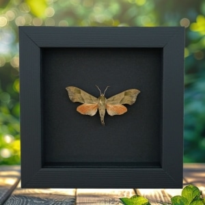 Darapsa myron Virginia Creeper Sphinx Moth Framed Taxidermy Moonlight Display