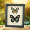 African Butterfly Collection Euphaedra rezia Pair Real Framed Taxidermy Display