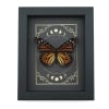Real Monarch Butterfly Gothic Moon Phases Danaus plexippus Female Framed Taxidermy Display