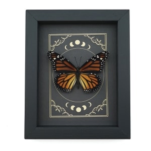 Real Monarch Butterfly Gothic Moon Phases Danaus plexippus Female Framed Taxidermy Display