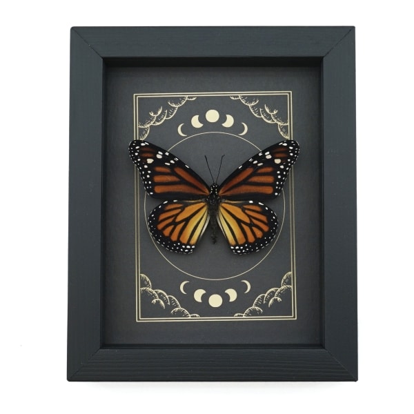 Real Monarch Butterfly Gothic Moon Phases Danaus plexippus Female Framed Taxidermy Display