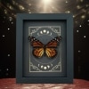 Real Monarch Butterfly Gothic Moon Phases Danaus plexippus Female Framed Taxidermy Display