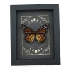 Real Monarch Butterfly Gothic Moon Phases Danaus plexippus Female Framed Taxidermy Display