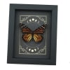 Real Monarch Butterfly Gothic Moon Phases Danaus plexippus Female Framed Taxidermy Display