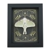 Real Luna Moth Celestial Stars Actias luna Resting Framed Taxidermy