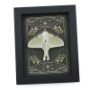Real Luna Moth Celestial Stars Actias luna Resting Framed Taxidermy