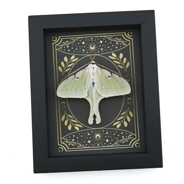 Real Luna Moth Celestial Stars Actias luna Resting Framed Taxidermy