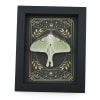 Real Luna Moth Celestial Stars Actias luna Resting Framed Taxidermy