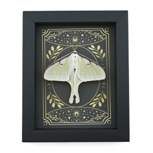 Real Luna Moth Celestial Stars Actias luna Resting Framed Taxidermy