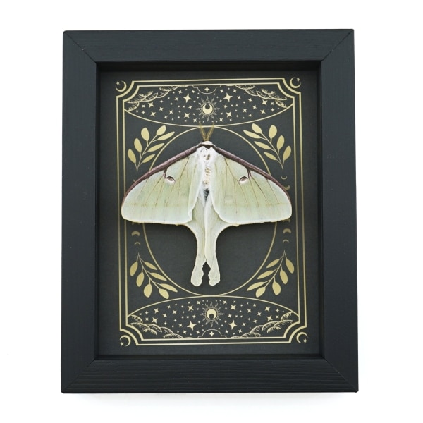 Real Luna Moth Celestial Stars Actias luna Resting Framed Taxidermy