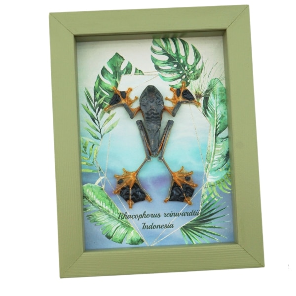 Rhacophorus reinwardtii Tree Frog Framed Taxidermy Sage Green Display