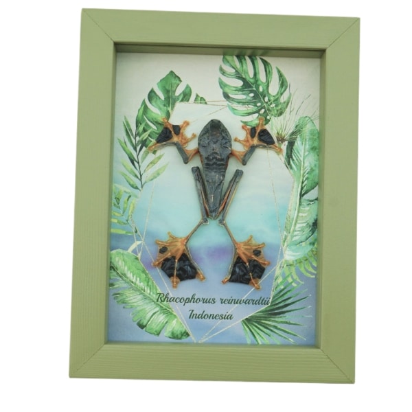 Rhacophorus reinwardtii Tree Frog Framed Taxidermy Sage Green Display