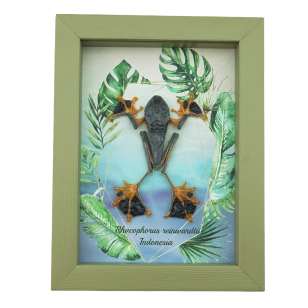 Rhacophorus reinwardtii Tree Frog Framed Taxidermy Sage Green Display