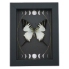 Graphium antiphates Butterfly Framed White Swallowtail Moon Phases Taxidermy Display
