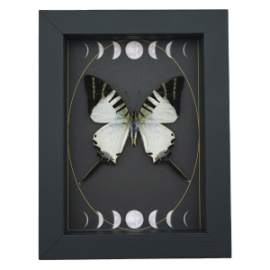 Graphium antiphates Butterfly Framed White Swallowtail Moon Phases Taxidermy Display