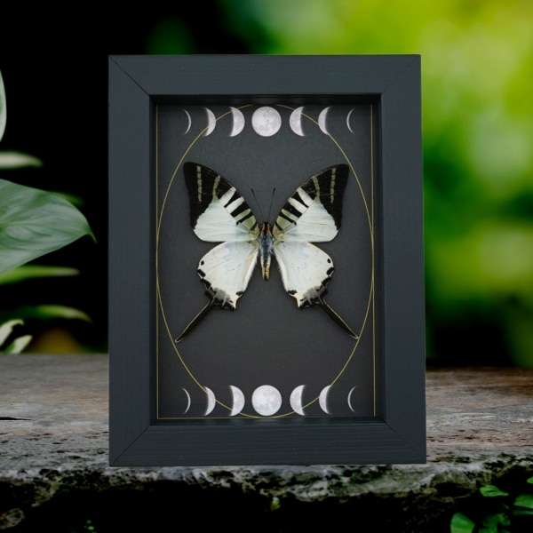 Graphium antiphates Butterfly Framed White Swallowtail Moon Phases Taxidermy Display